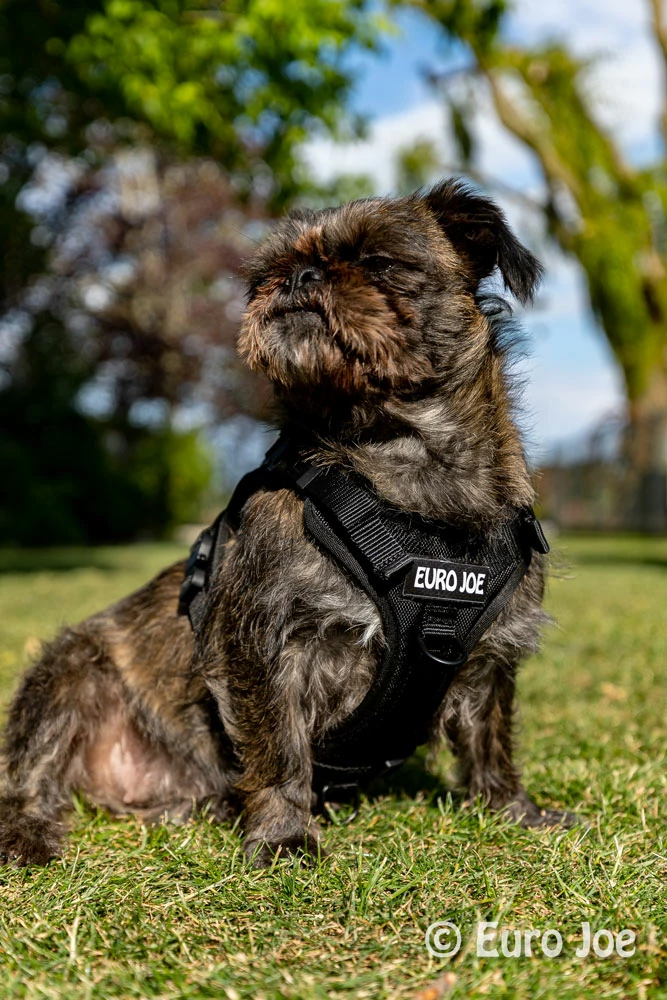 Euro Joe Nylon Harness 'Tactical' Black - Image 29