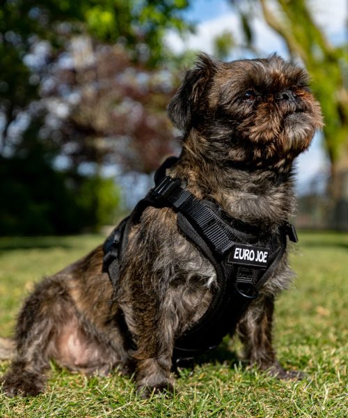 Euro Joe Nylon Harness 'Tactical' Black -EURO JOE SHOP loesje harnas 3 3