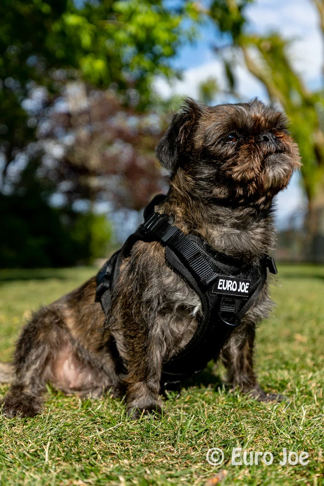 Euro Joe Nylon Harness 'Tactical' Black - Image 27