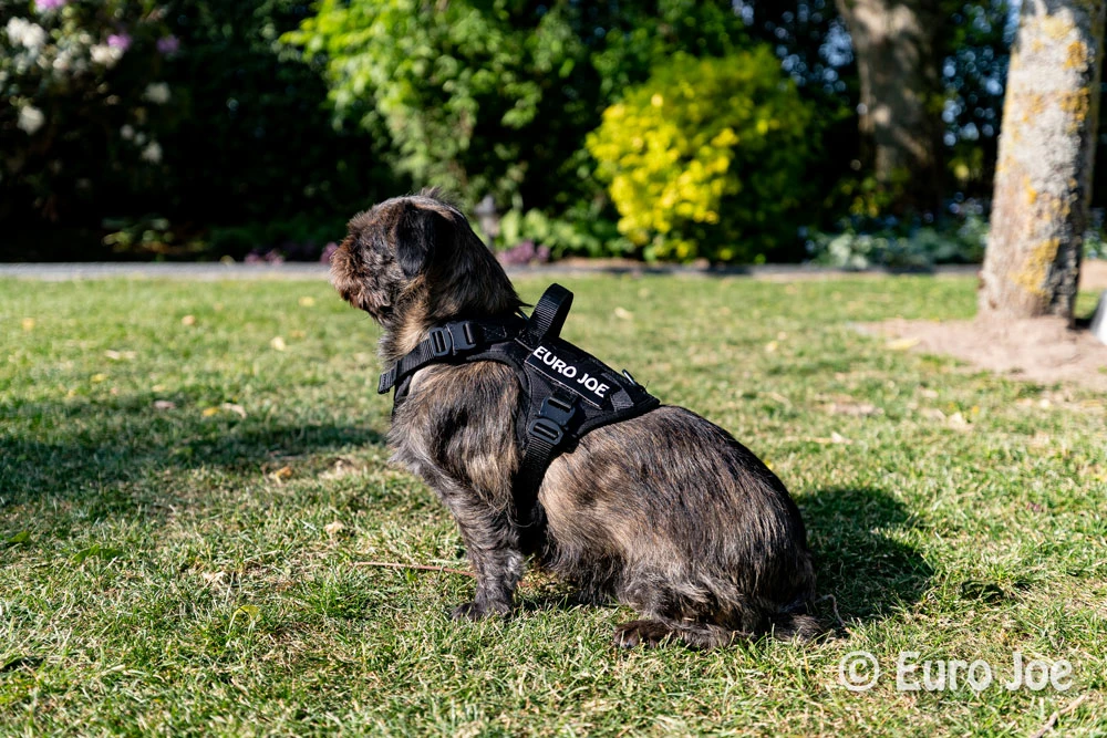 Euro Joe Nylon Harness 'Tactical' Red - Image 28