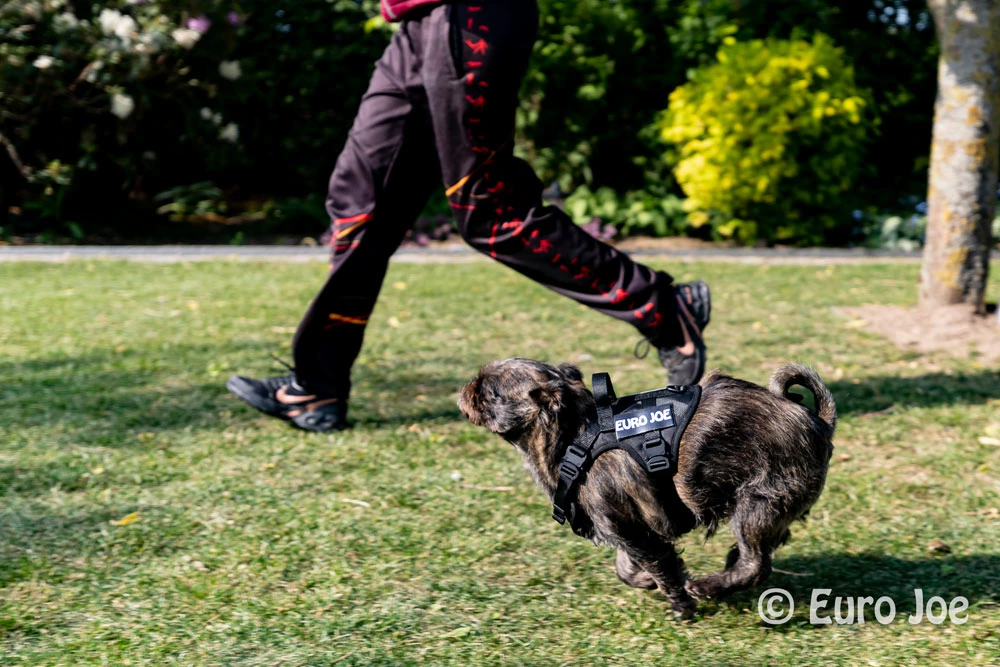 Euro Joe Nylon Harness 'Tactical' Neon Yellow - Image 30