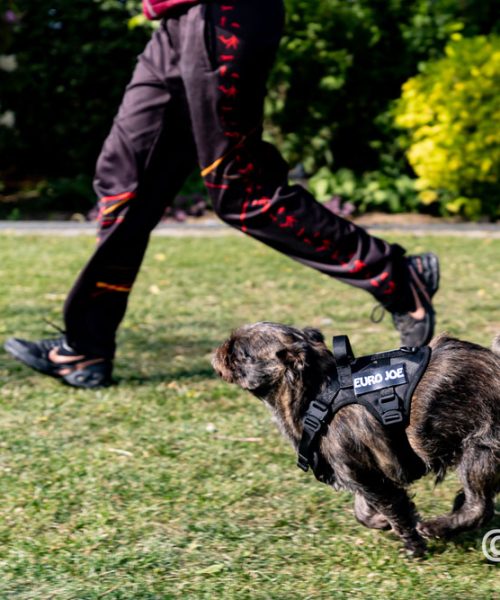 Euro Joe Nylon Harness 'Tactical' Orange -EURO JOE SHOP loesje harnas 5 5