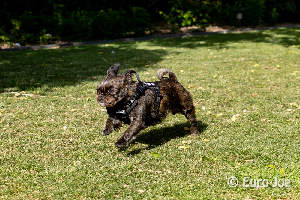 Euro Joe Nylon Harness 'Tactical' Neon Yellow - Image 31