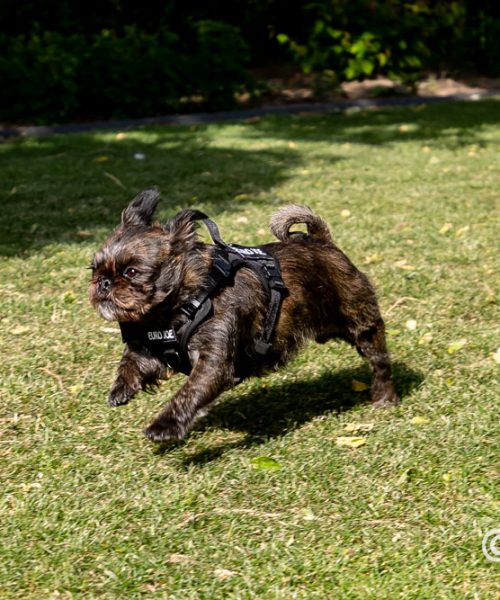 Euro Joe Nylon Harness 'Tactical' Black -EURO JOE SHOP loesje harnas 6 3