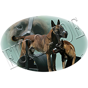 Euro Joe Ladies T-shirt With Round Wide Neck With Belgian Ring Print Nr.3