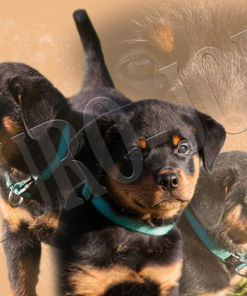 Euro Joe Rottweiler