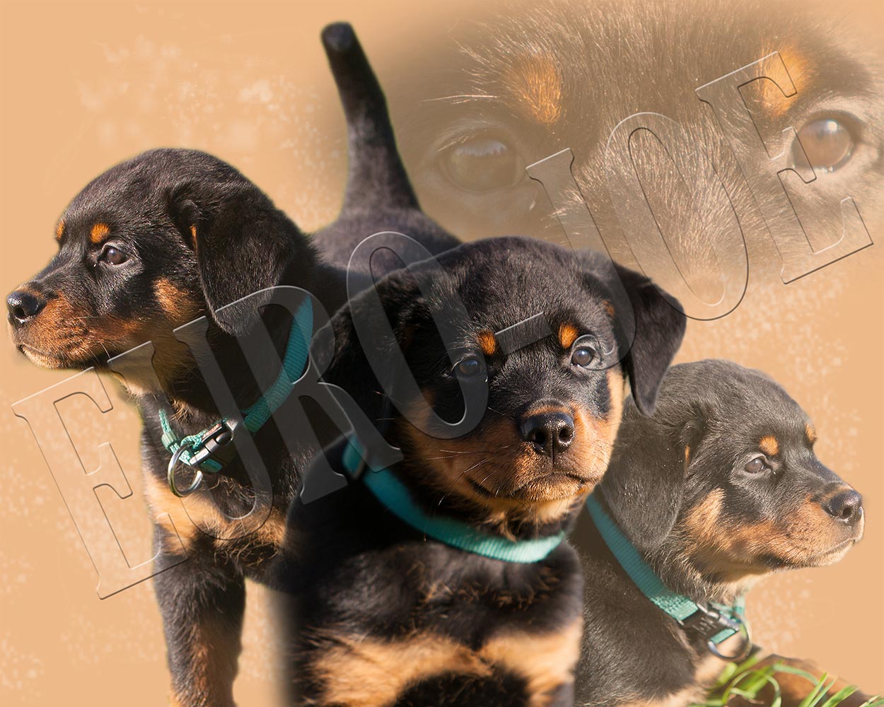 Rottweiler Euro Joe Rottweiler -EURO JOE SHOP rott pup gunther watermerk 1
