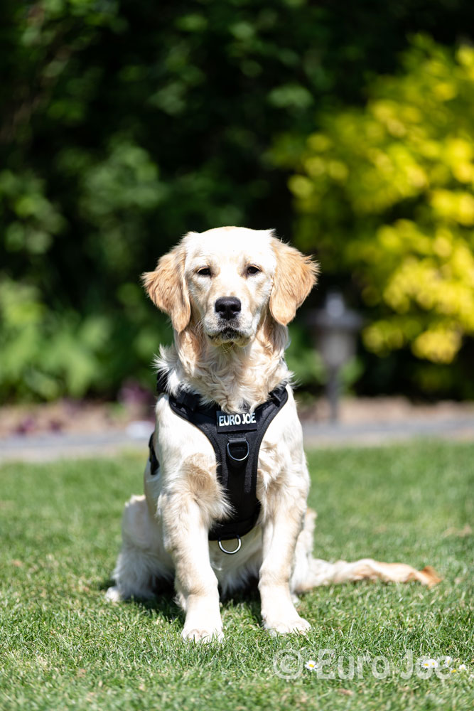 Nylon Harness 'Tactical' neon yellow Euro Joe Nylon Harness 'Tactical' Neon Yellow -EURO JOE SHOP tactical harness 1 1