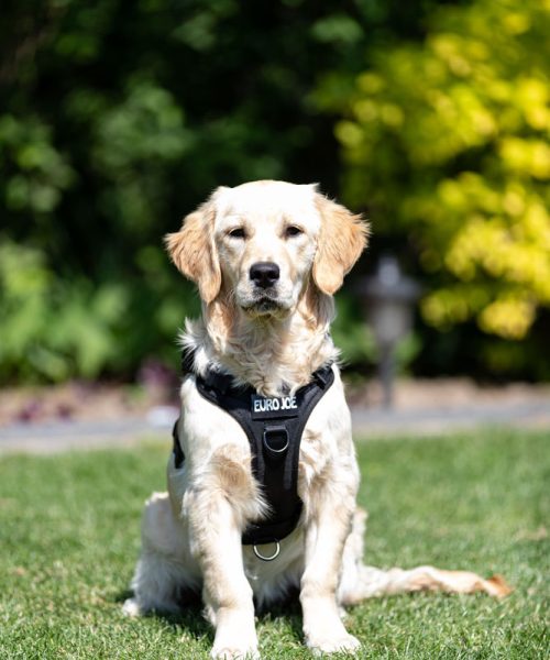 Euro Joe Nylon Harness 'Tactical' Black -EURO JOE SHOP tactical harness 1 3