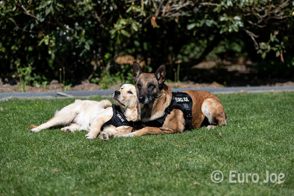 Euro Joe Nylon Harness 'Tactical' Neon Yellow - Image 23