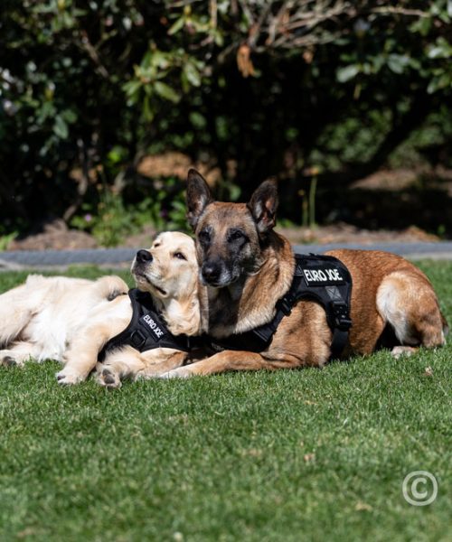 Euro Joe Nylon Harness 'Tactical' Red 22 Euro Joe Nylon Harness 'Tactical' Red -EURO JOE SHOP tactical harness 10 2