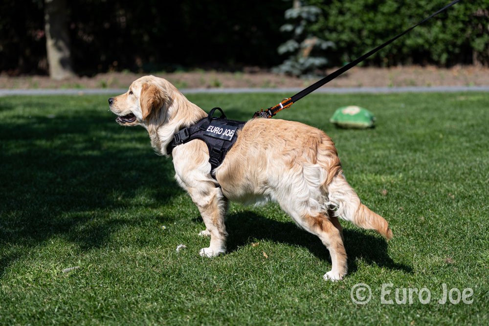 Nylon Harness 'Tactical' red Euro Joe Nylon Harness 'Tactical' Red -EURO JOE SHOP tactical harness 11 2