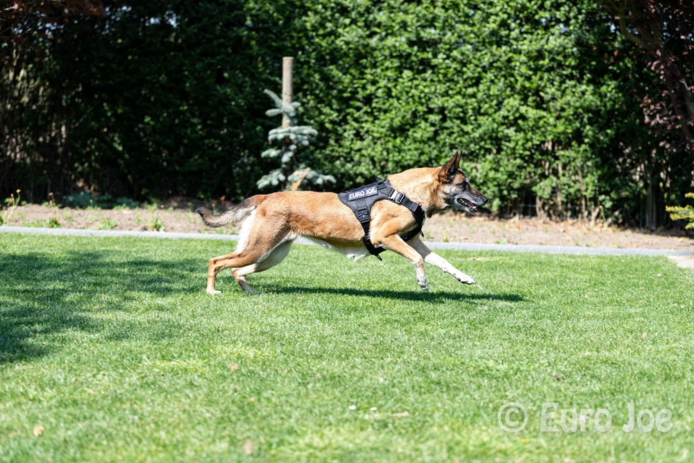 Euro Joe Nylon Harness 'Tactical' Red - Image 6