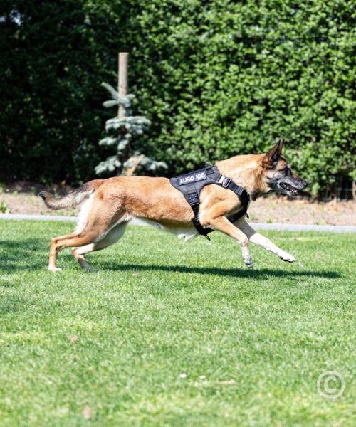 Euro Joe Nylon Harness 'Tactical' Neon Green -EURO JOE SHOP tactical harness 12 7