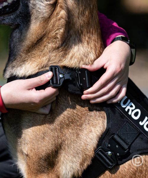 Euro Joe Nylon Harness 'Tactical' Orange -EURO JOE SHOP tactical harness 14 5