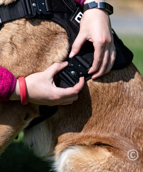 Euro Joe Nylon Harness 'Tactical' Red 8 Euro Joe Nylon Harness 'Tactical' Red -EURO JOE SHOP tactical harness 15 2