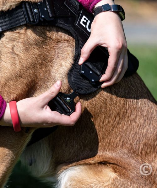 Euro Joe Nylon Harness 'Tactical' Neon Yellow 9 Euro Joe Nylon Harness 'Tactical' Neon Yellow -EURO JOE SHOP tactical harness 16 1