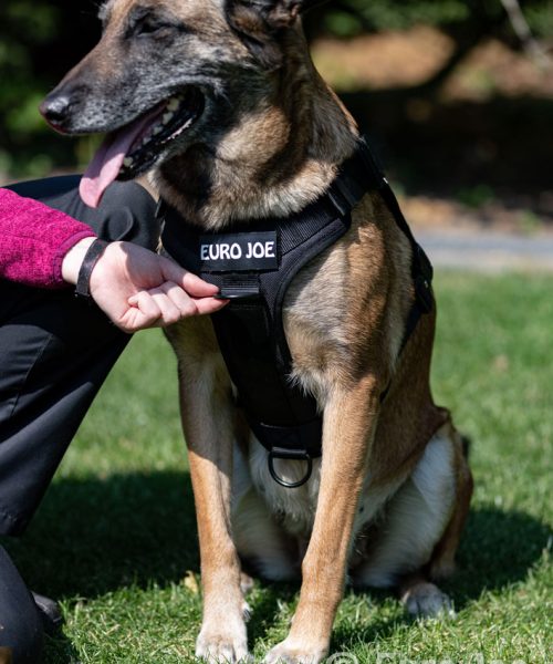 Euro Joe Nylon Harness 'Tactical' Orange -EURO JOE SHOP tactical harness 17 5