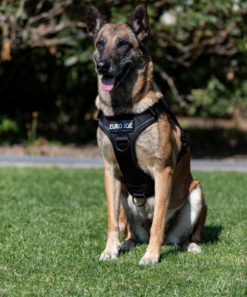 Euro Joe Nylon Harness 'Tactical' Neon Yellow 3 Euro Joe Nylon Harness 'Tactical' Neon Yellow -EURO JOE SHOP tactical harness 18 1