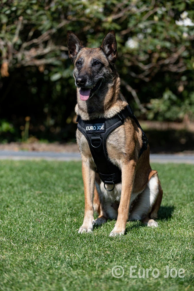 Euro Joe Nylon Harness 'Tactical' Red - Image 4