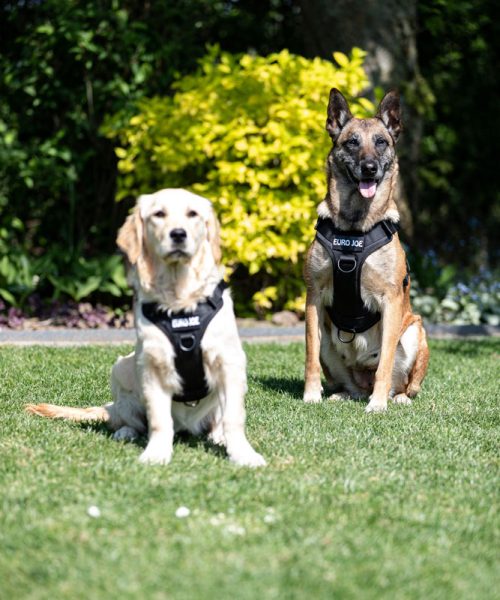 Euro Joe Nylon Harness 'Tactical' Red 13 Euro Joe Nylon Harness 'Tactical' Red -EURO JOE SHOP tactical harness 2 2