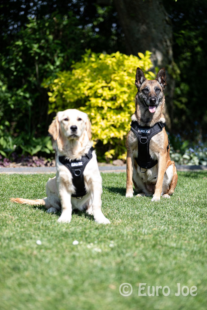 Nylon Harness 'Tactical' red Euro Joe Nylon Harness 'Tactical' Red -EURO JOE SHOP tactical harness 2 2