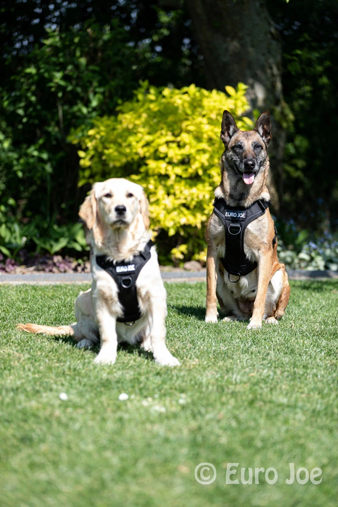 Euro Joe Nylon Harness 'Tactical' Pink - Image 14