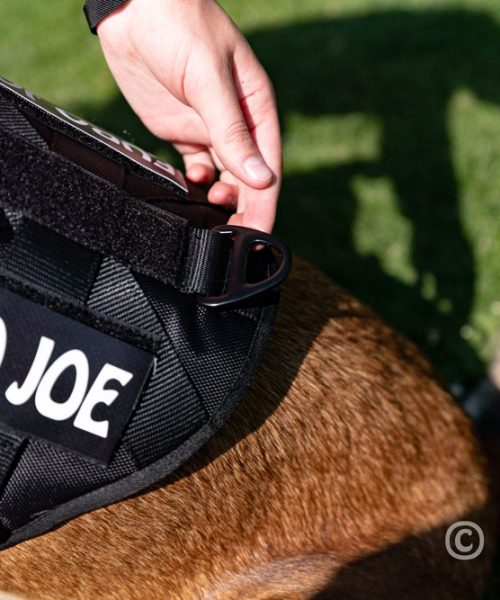 Euro Joe Nylon Harness 'Tactical' Pink -EURO JOE SHOP tactical harness 21 4