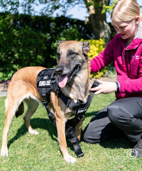 Euro Joe Nylon Harness 'Tactical' Neon Yellow 17 Euro Joe Nylon Harness 'Tactical' Neon Yellow -EURO JOE SHOP tactical harness 23 1