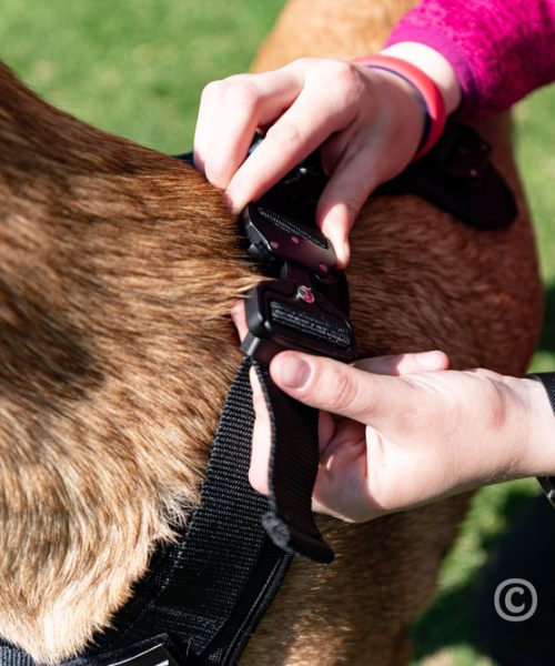 Euro Joe Nylon Harness 'Tactical' Black -EURO JOE SHOP tactical harness 24 3