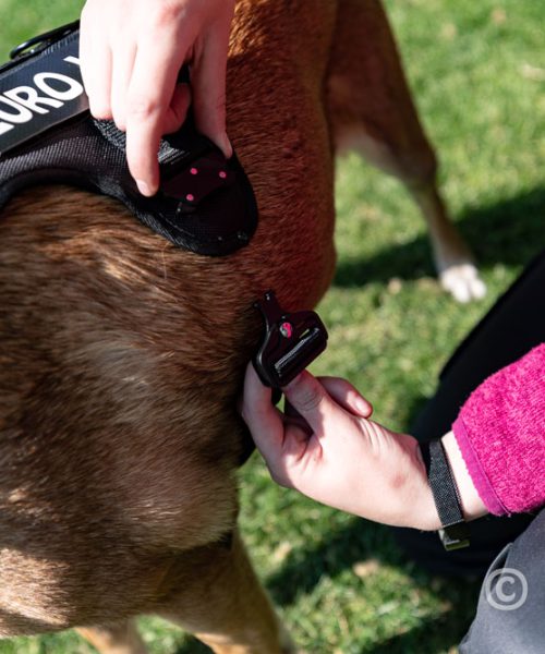 Euro Joe Nylon Harness 'Tactical' Neon Green -EURO JOE SHOP tactical harness 25 7