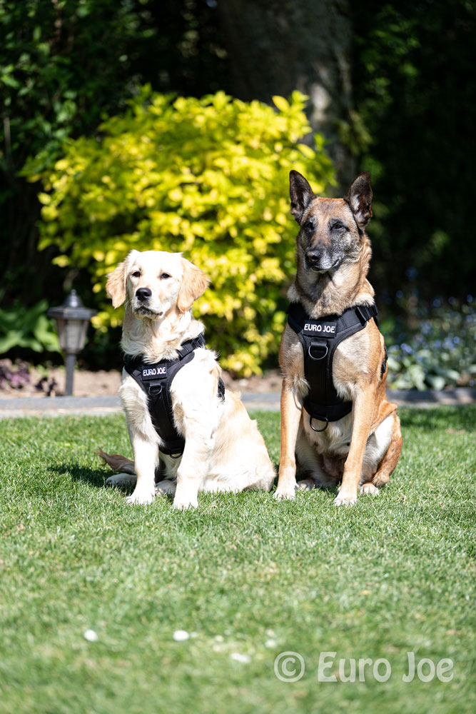 Nylon Harness 'Tactical' neon yellow Euro Joe Nylon Harness 'Tactical' Neon Yellow -EURO JOE SHOP tactical harness 3 1