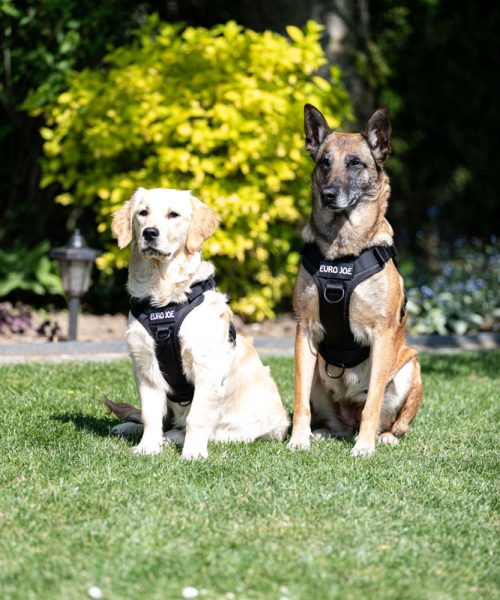 EURO JOE SHOP -EURO JOE SHOP tactical harness 3 6