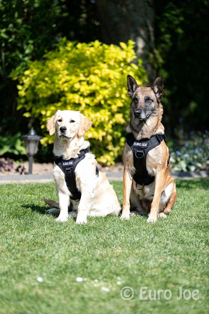 Euro Joe Nylon Harness 'Tactical' Neon Green - Image 2