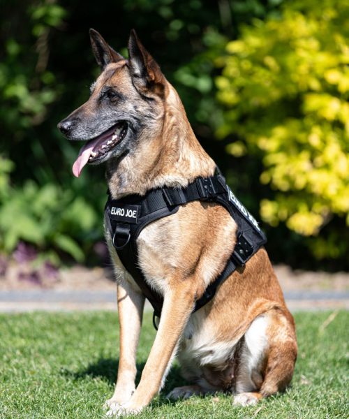 EURO JOE SHOP -EURO JOE SHOP tactical harness 4 5