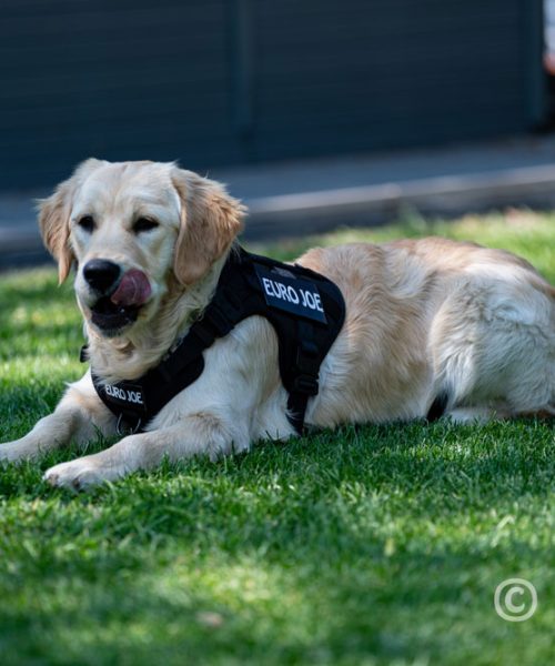 Euro Joe Nylon Harness 'Tactical' Red 19 Euro Joe Nylon Harness 'Tactical' Red -EURO JOE SHOP tactical harness 6 2