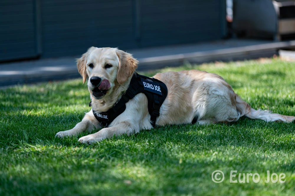 Euro Joe Nylon Harness 'Tactical' Orange - Image 20