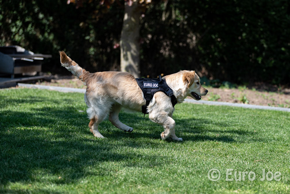 Nylon Harness 'Tactical' neon yellow Euro Joe Nylon Harness 'Tactical' Neon Yellow -EURO JOE SHOP tactical harness 7 1