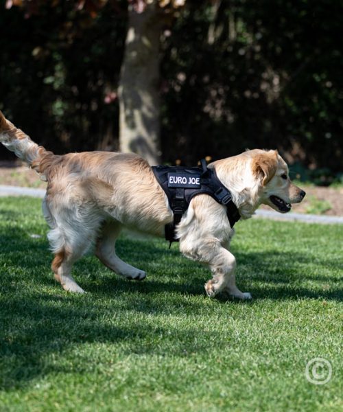 Euro Joe Nylon Harness 'Tactical' Neon Green -EURO JOE SHOP tactical harness 7 7