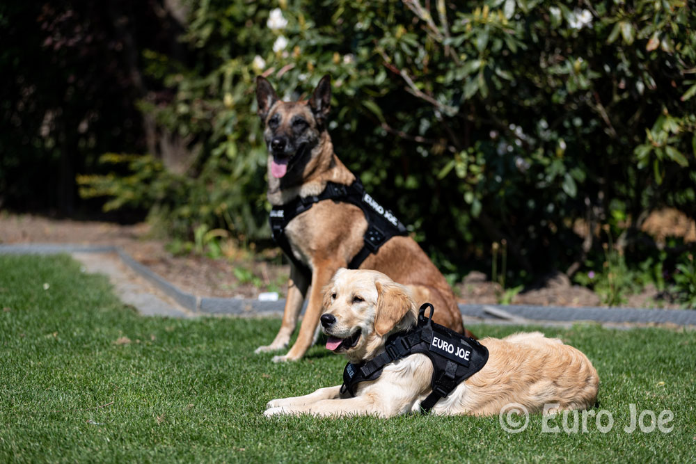 Nylon Harness 'Tactical' neon yellow Euro Joe Nylon Harness 'Tactical' Neon Yellow -EURO JOE SHOP tactical harness 9 1