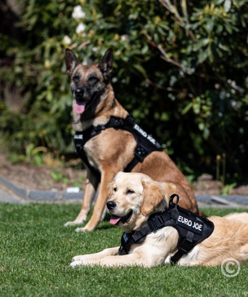 Euro Joe Nylon Harness 'Tactical' Red 18 Euro Joe Nylon Harness 'Tactical' Red -EURO JOE SHOP tactical harness 9 2