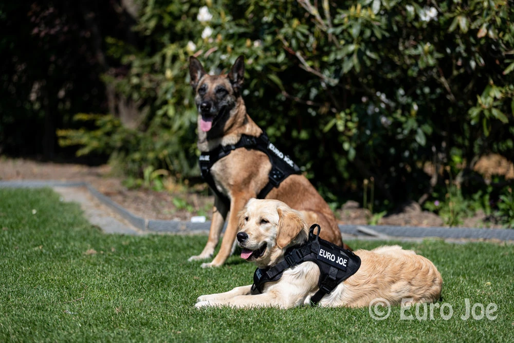 Euro Joe Nylon Harness 'Tactical' Black - Image 19